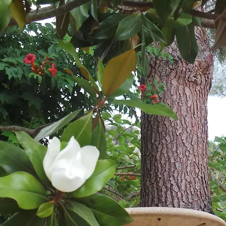 Isulella & Restaurant Отель Порто-Веккьо